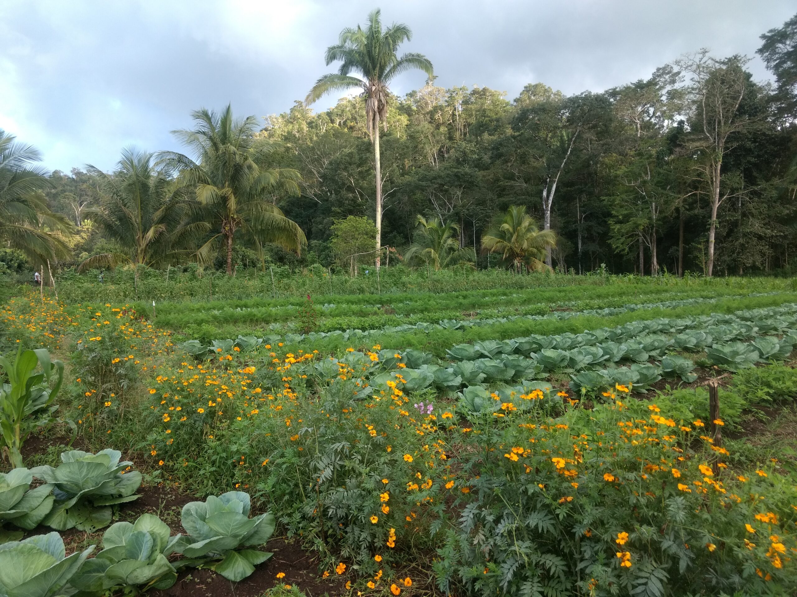 Agrobiodiversidad_2